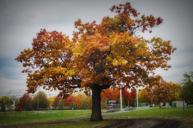Technicolor Tree. Windsor, ON.