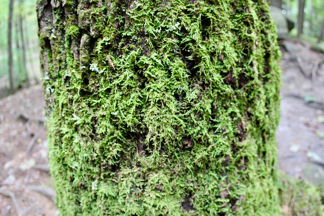 Mosses around the tree