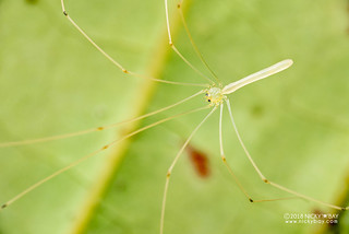Daddy-long-legs spider (Calapnita sp. or Nipisa sp.) - DSC_7545