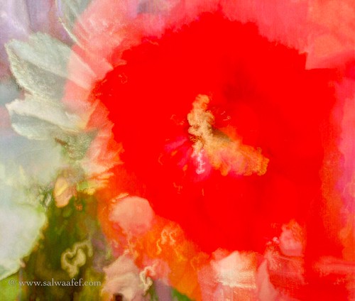 The Rose | by Salwa Afef
