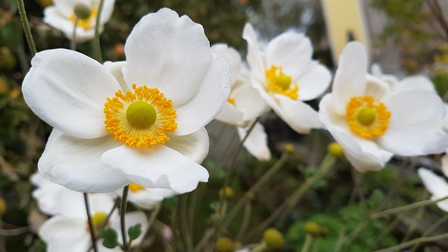 White Flowers - Rutzenmoos - Austria