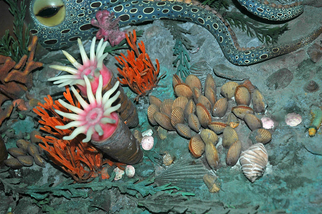 Diorama of a Cincinnatian seafloor (Late Ordovician) - Grewingkia rugose corals, brachiopods, bryozoans