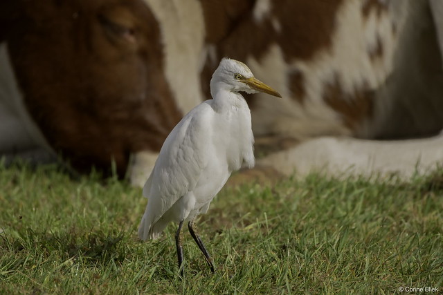 Cattle Egret with cattle