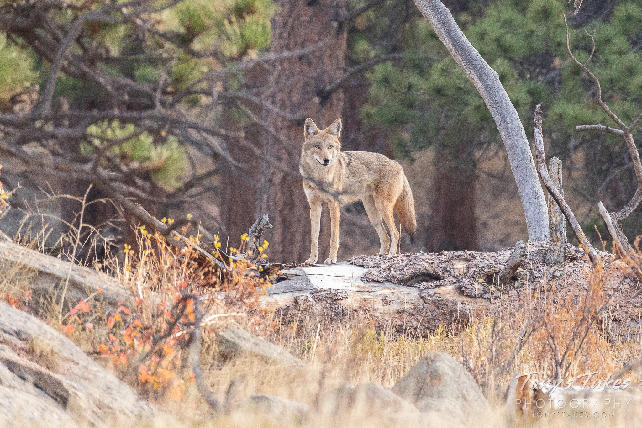 Coyotes on the prowl in the high country