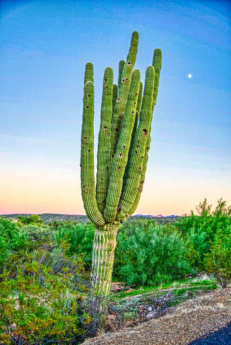 arizona usa desert cactus moon