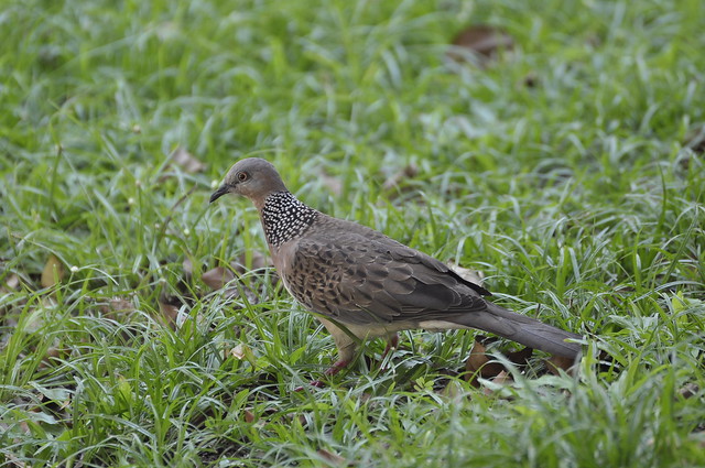 Spotted neck dove