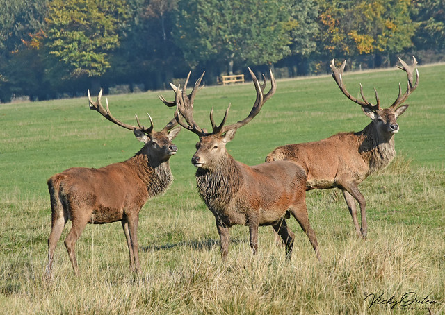 3 red deer stags
