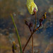 Flickr photo 'Utricularia-minor_3b' by: amadej2008.