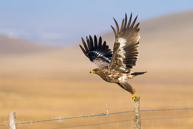 Steppe eagle (Aquila nipalensis) 草原雕 cǎo yuán diāo