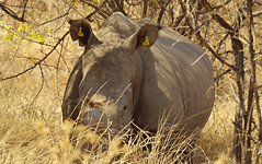 White rhino closeup
