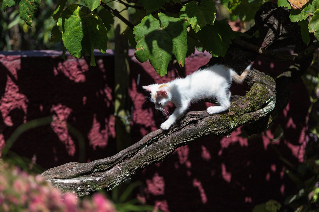 Kitty Tree Descent