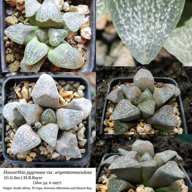 Haworthia pygmaea var. argenteo-maculosa (collage)