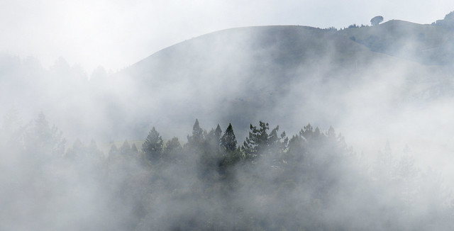 Treetops peeking through morning valley fog, La Honda, San Mateo County, California