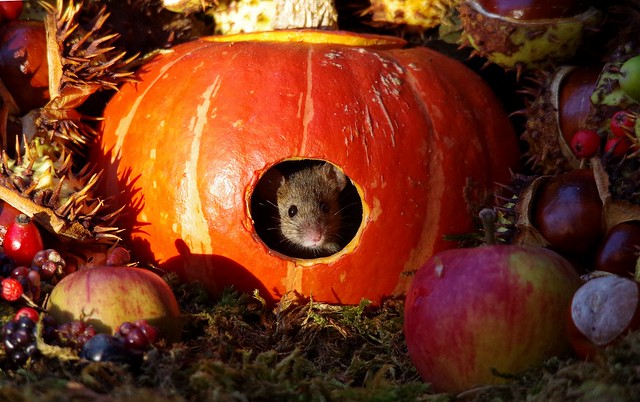 Mouse inside a Autumn pumpkin  (7)