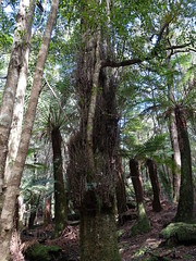 2018-10-06 Trowutta Arch 21 - Phyllocladus aspleniifolius - Celery-top pine tree with fresh growth