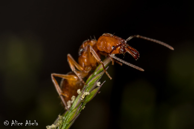 Trap-jaw Ant (Odontomachus clarus)