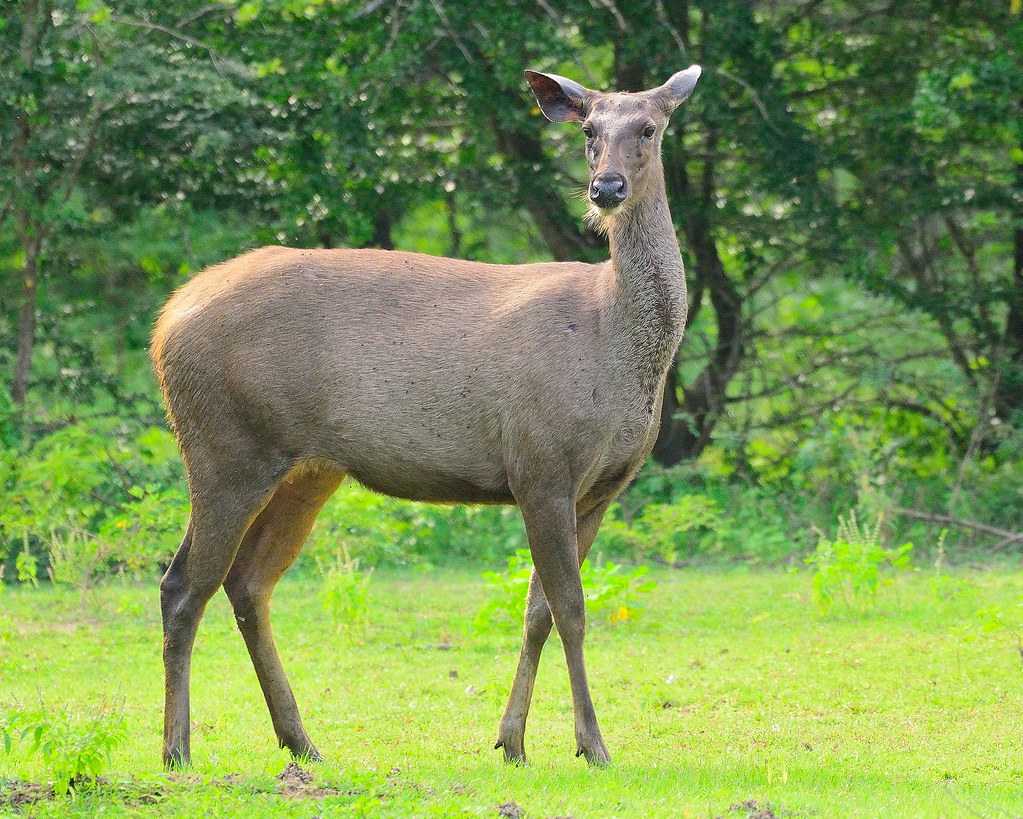 Sri Lankan Sambar deer (Female) | Taken at Kumana NP, Sri La… | Flickr