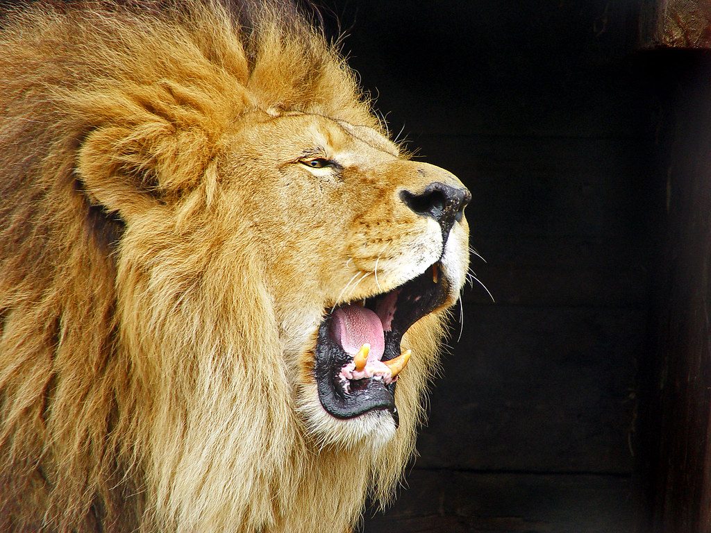 Roaring lion | Nice roaring lion in the Dublin zoo. Made it … | Flickr