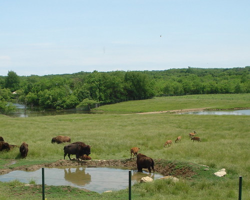 illinois buffalo bison peoria wildlifeprairiepark