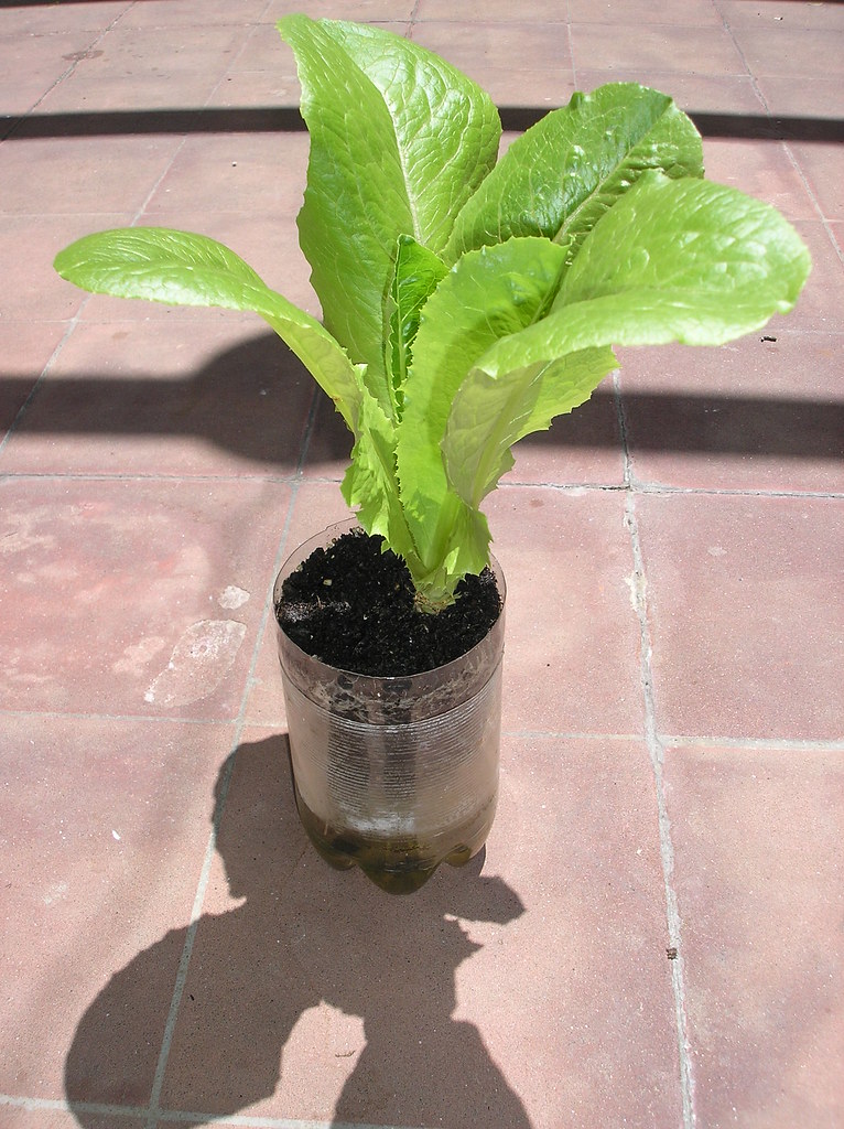 Self watering Lettuce