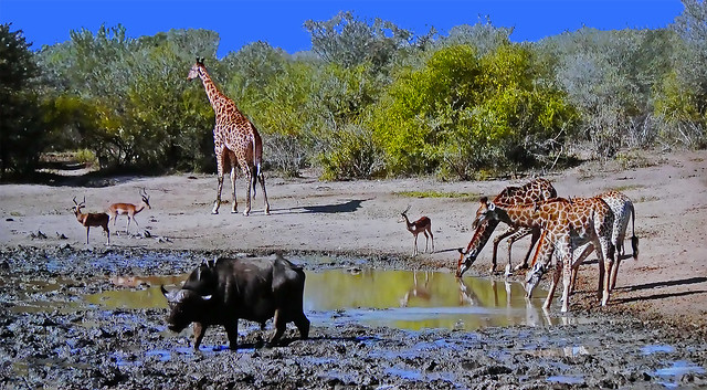 ZIMBABWE - Giraffes Antelopes Buffalo