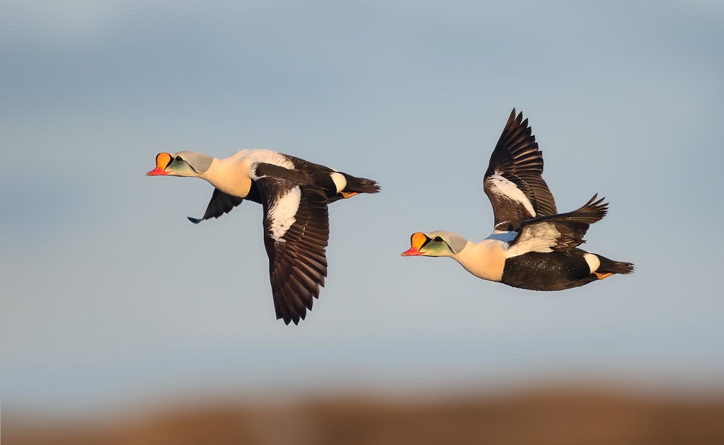 King Eider Drakes on the wing