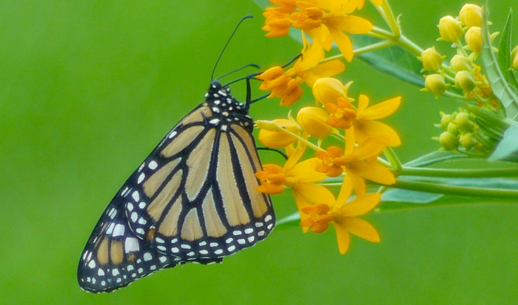 Monarch and Milkweed