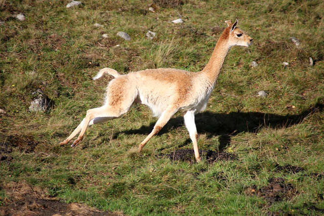 Vicuña at Highland Wildlife Park