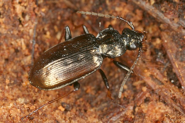 Loricera pilicornis, la loricère commune.