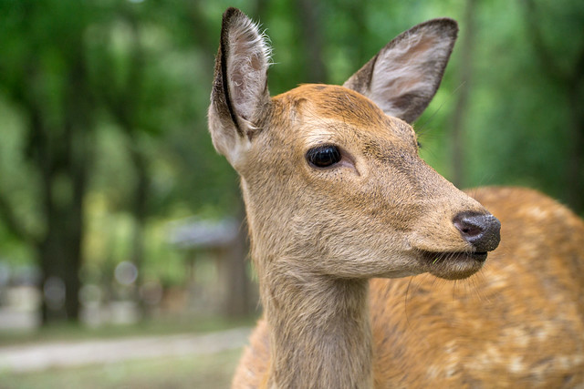 #奈良鹿 #鹿 #Nara #deer #Japan
