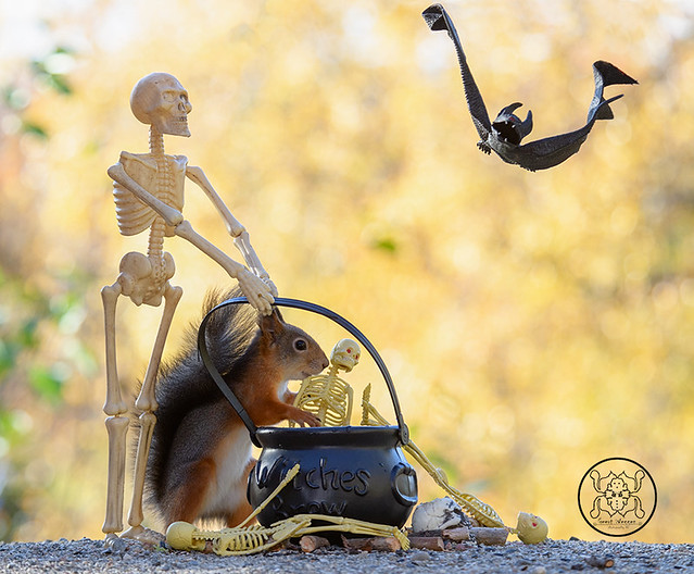 red squirrel and a skeleton with a kettle
