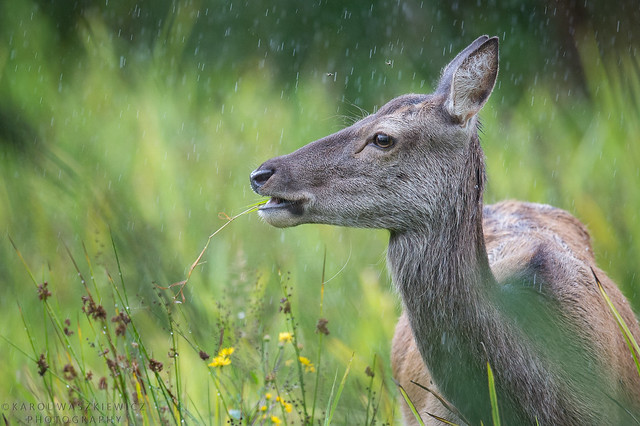 Red deer hind enjoying Irish weather.