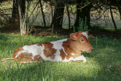 calf newborn livestock farm young