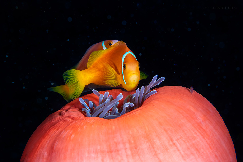 Amphiprion pair on top of the closed Heteractis magnifica