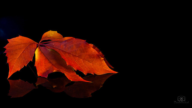 Leaf in the Dark