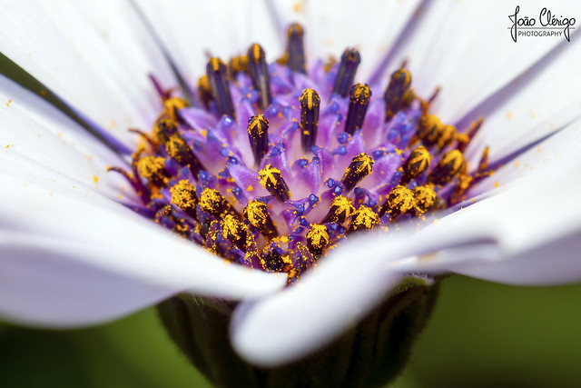 Flower Dimorphotheca ecklonis Macro Closeup