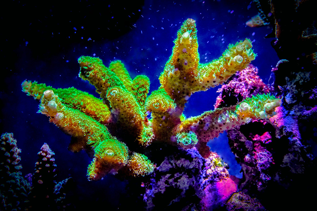 Acropora, coral