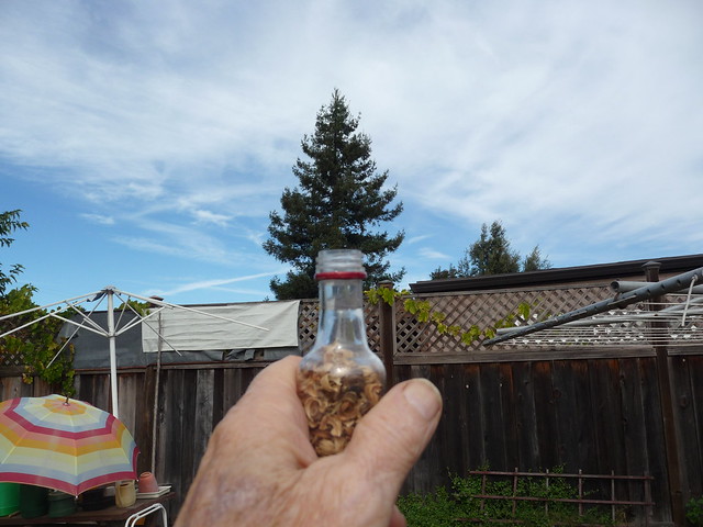 tree from a bottle 10 28 18