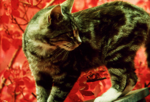 Cat, with infrared, 1960