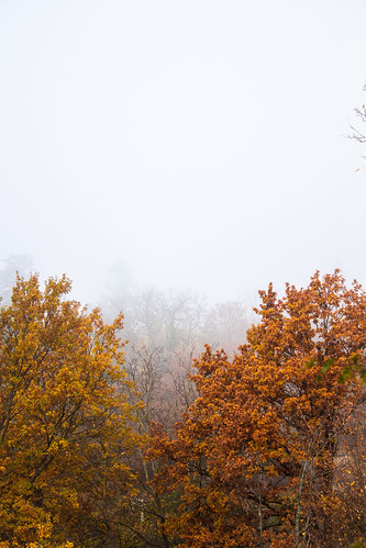 fog by dawn | by arlie schroeder
