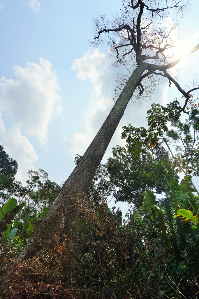 Dying Brazil nut tree. Photo by Yoly Gutierrez/CIFOR cifor.org forestsnews.cifor.org...