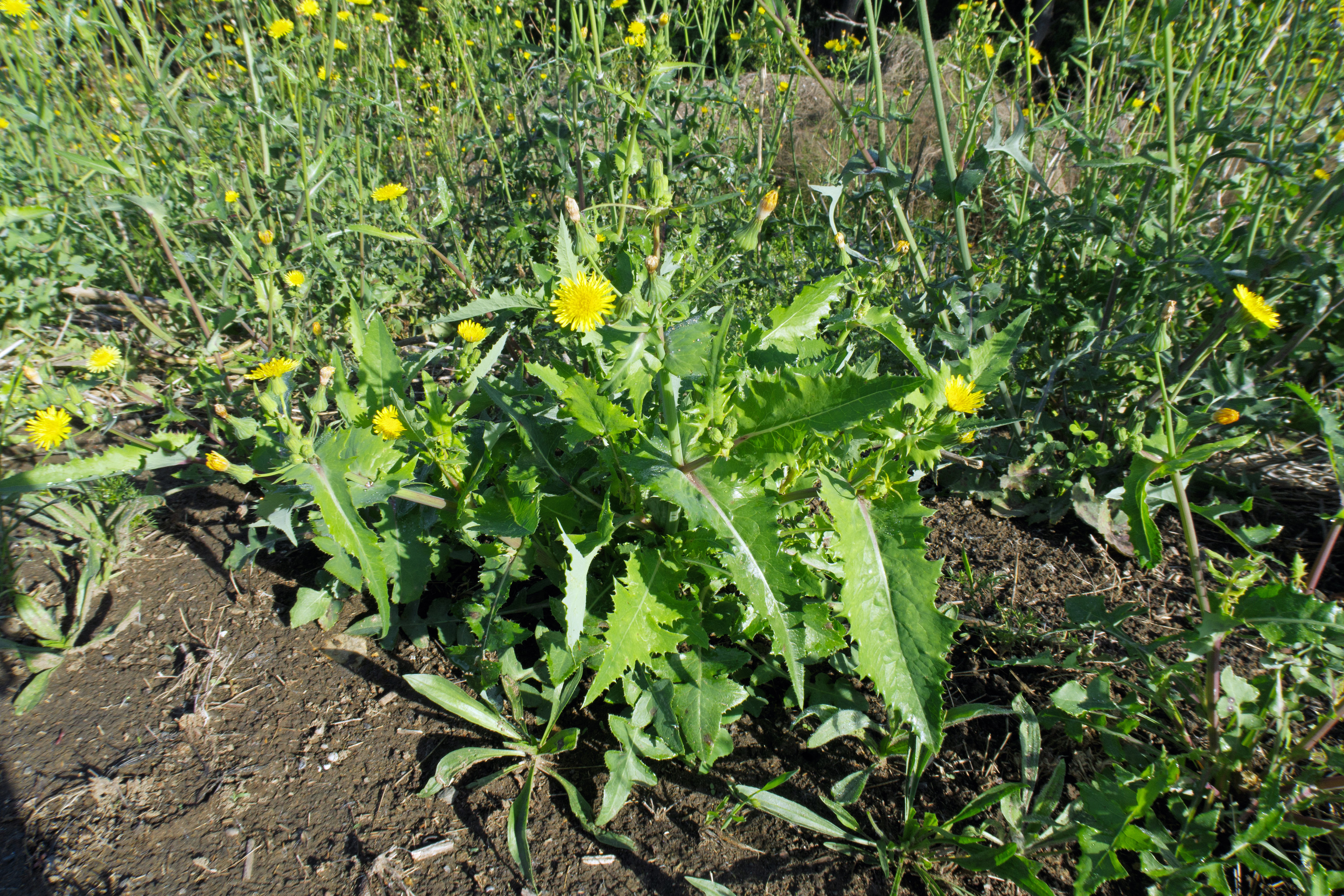 Осот огородный (Sonchus oleraceus) ⋆ Сорные растения