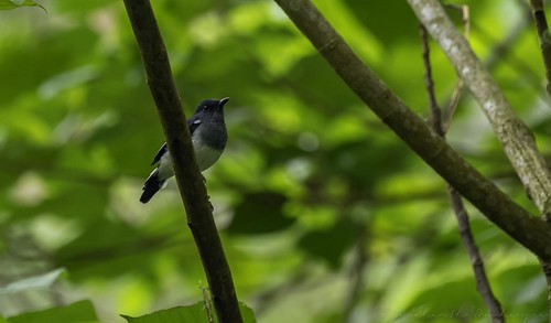 20180908-0I7A1879 by siddharthx, Oriental Magpie-Robin
The oriental magpie-robin (Copsychus saularis) is a small passerine bird that