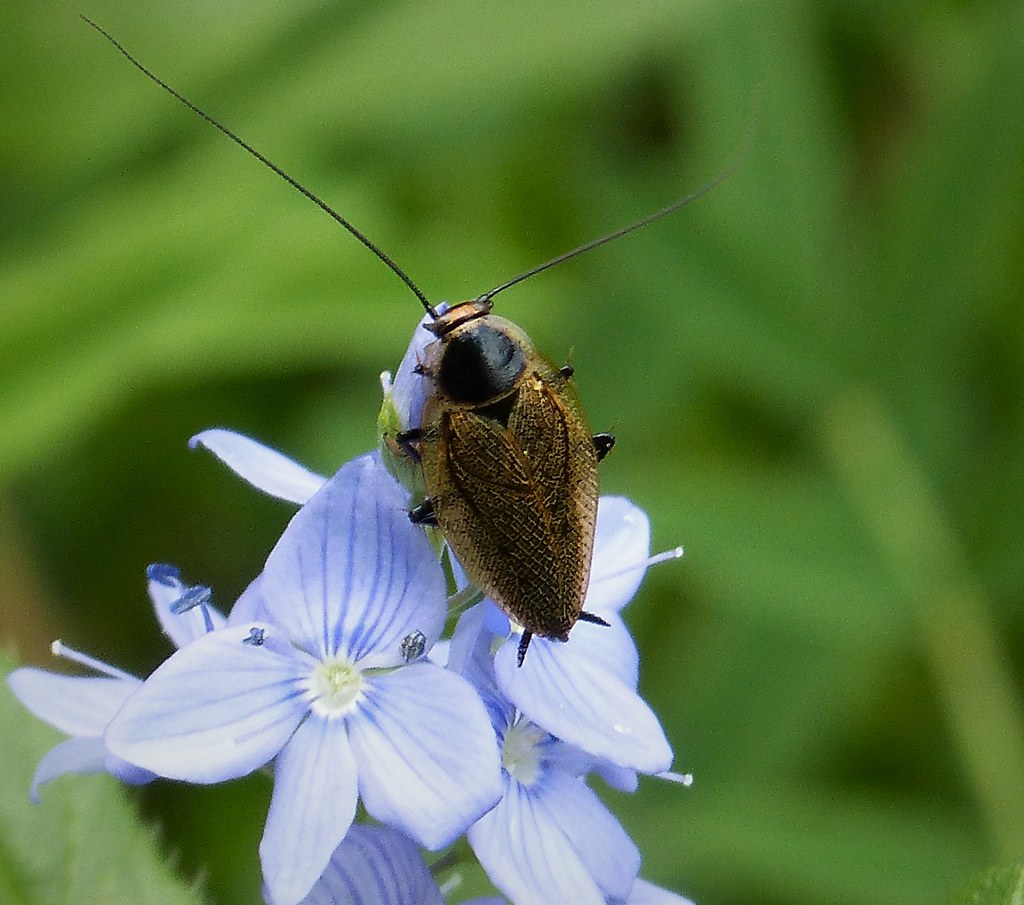 Dusky Cockroach. Ectobius lapponicus (Blattodea ) | Valbona … | Flickr