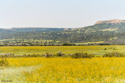 landscape scenery fields grassland hills mesa wildflowers newmexico unitedstates