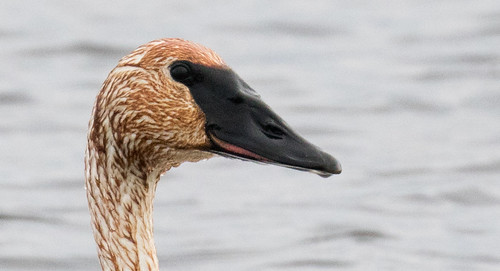 seneynationalwildliferefuge seney michigan cygnusbuccinator trumpeterswan portrait swan