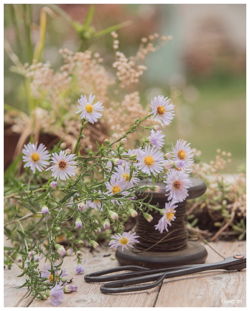 Outdoors still life with asters... | LR preset 