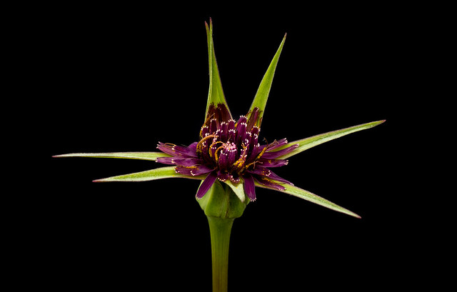 Purple salsify- Tragopogon porrifolius