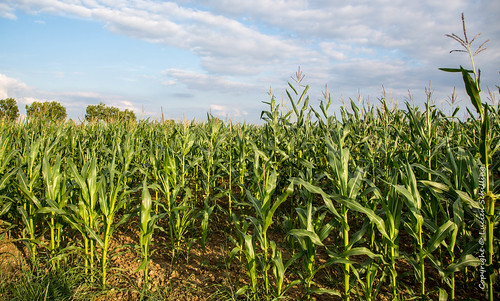 corn blue descriptive landscape landschaft green limpach luxembourg lu