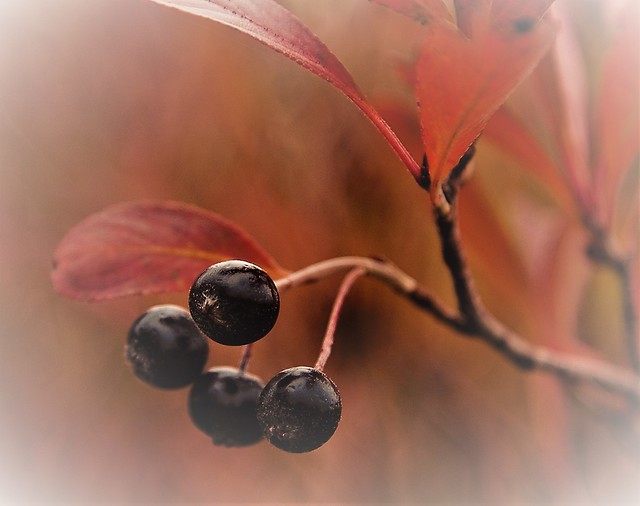 Autumn Berries ( XoXof kind faves and Awards.)